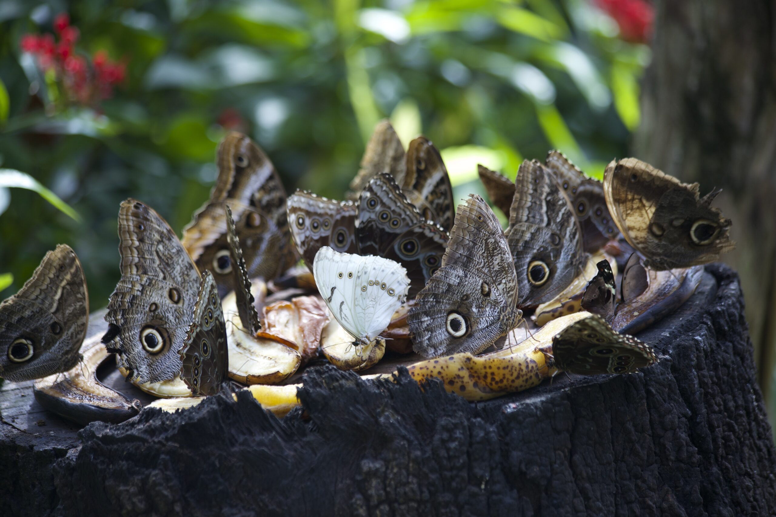 banquete mariposas